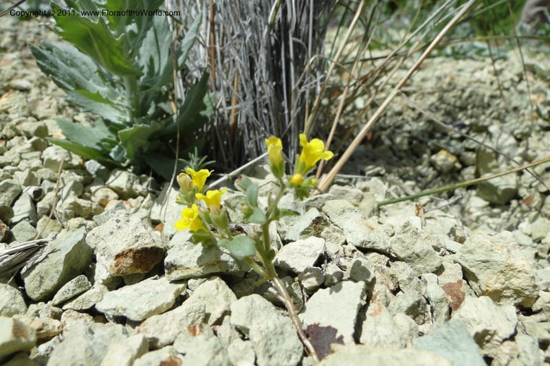 Phacelia lutea var. lutea, C. Davidson 11856--Oregon. Malheur Co. Leslie Gulch. 30 June 2011. 284 (5).jpg