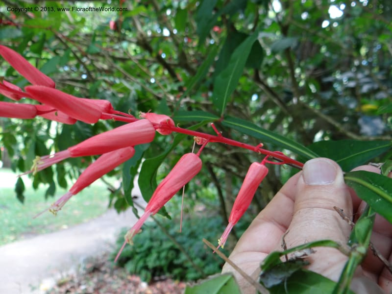 Quassia amara--Australia. Queensland. Cairns B. G. DSC09035 (106).JPG