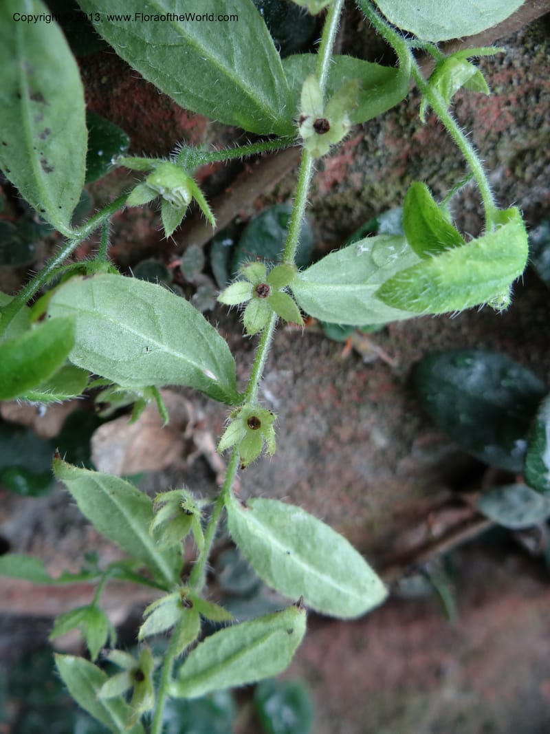 Bothriospermum secundum, Davidson, C 12018--China. Anhui Prov. Qiyun Shan. 7 Jun 2012. DSC01929 (124).JPG