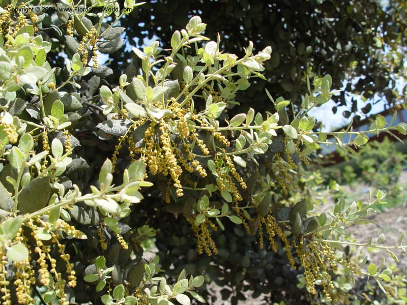 Quercus ilex--Spain. Barcelona Botanic Garden. 19 Apr 04. 193.jpg