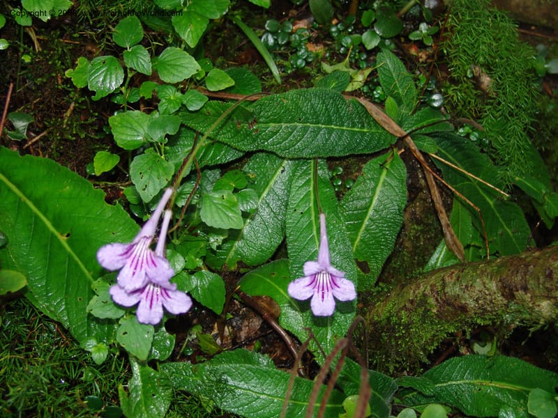 Streptocarpus rexii--So.Africa. E. Cape. Quanti Area, Stut. 8 Mch 05. 195.jpg