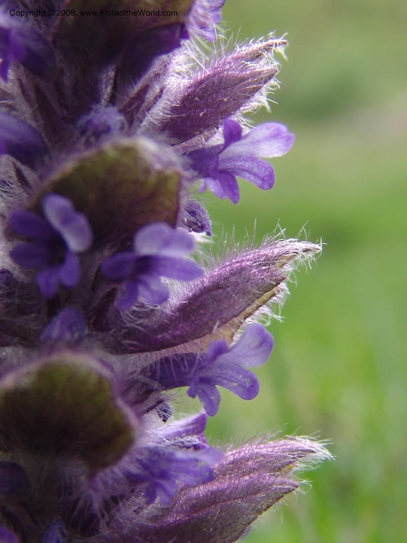 Ajuga orientalis--Georgia. Kazbeki . Trail-road to Sameba Church. 2 Jun 05. 559.jpg