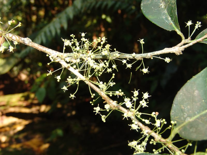 Ilex maxima, Neill 15795--Ecuador. Z.C. Margin of Rio Nangaritza. 17 Sep 07. 206 (13).jpg