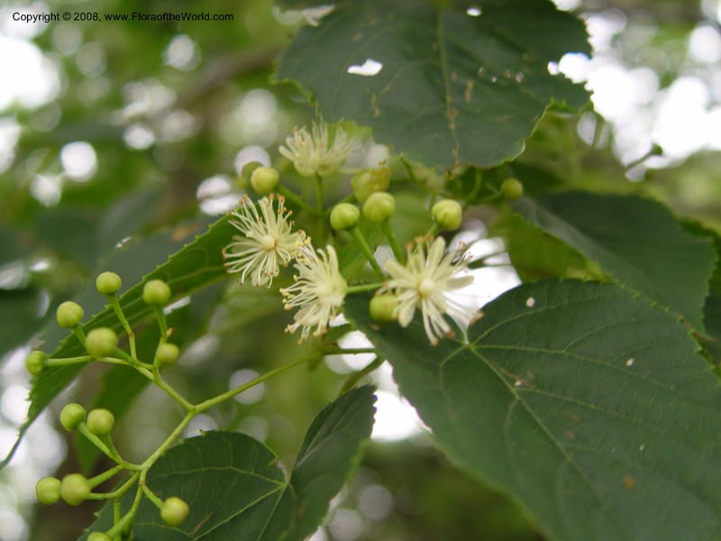 Tilia japonica--Japan. Honshu. Shiga Pref. Ibukiyama. 18 Jul 03. 042.jpg