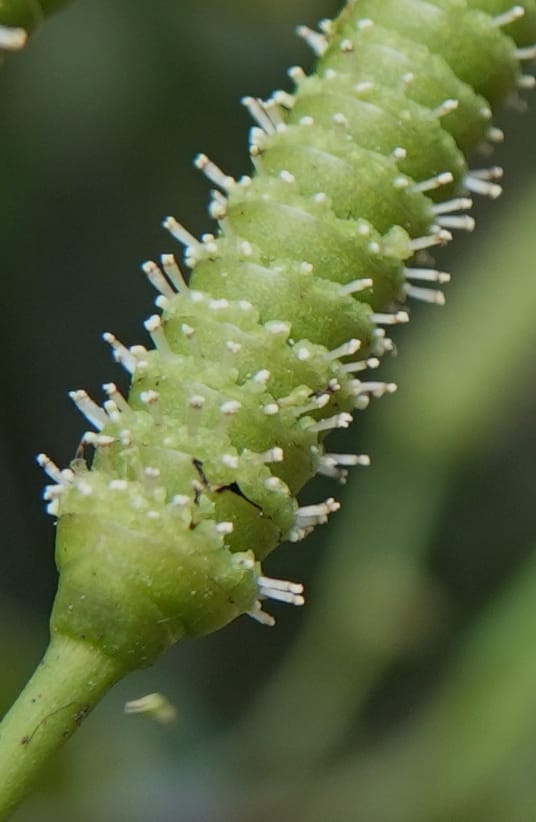 Gnetum catasphaericum, D. Boufford 44101--China. Yunnan. Lao jun Shan. 30 Apr 2018. DSC00424 (557).JPG