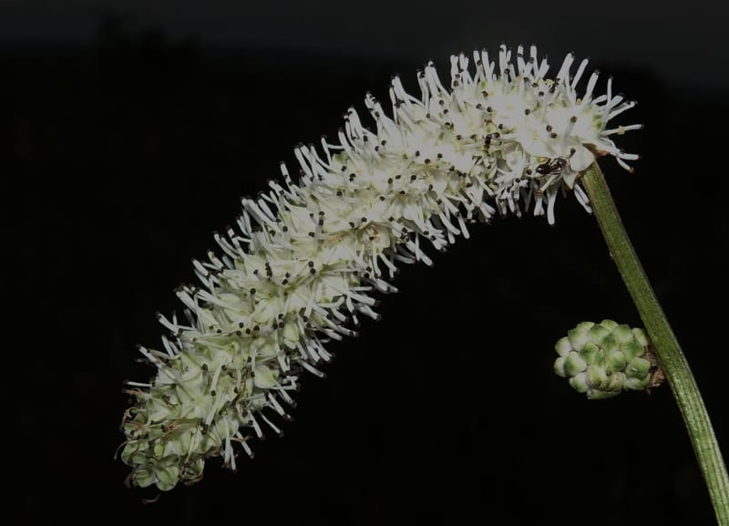 Sanguisorba tenuifolia--Japan. Hokkaido. Sarobetsu. 4 Aug 2016. DSC00970 (120).JPG