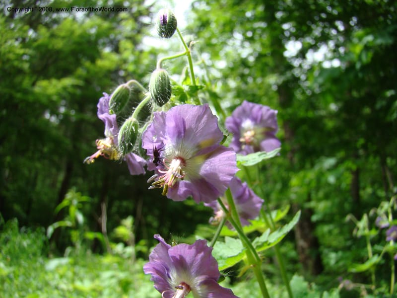 Slovenia. Kamniska Bistrica. 19 May 08. 005.jpg