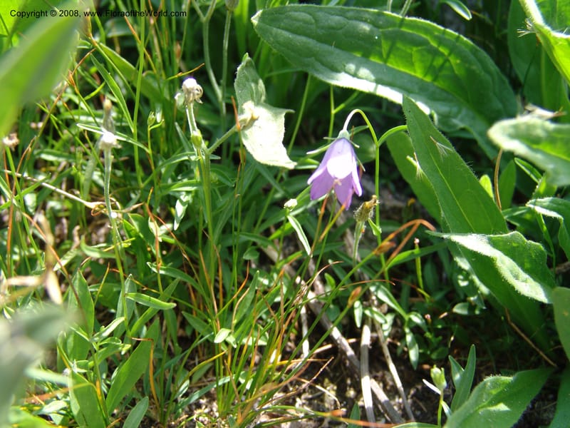 Campanula parryi, CDavidson10982--ID. Idaho Co. Rocky slope S. of Josephine Lake.  25 Jul 06. 150.jpg