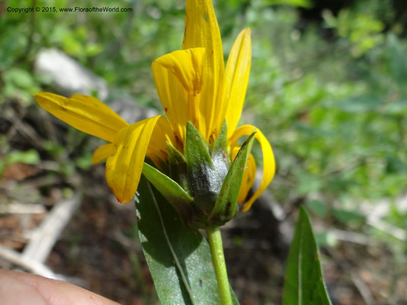 Wyethia, Mansfield, D 12-602--ID. Bear Lake Co. Mt. Sherman. 13 Jul 2012. DSC03473 (134).JPG