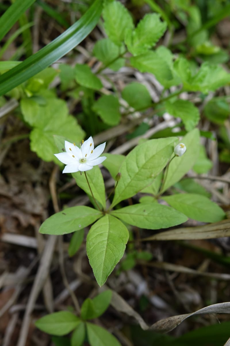 Trientalis europaea--Japan. Niigata. Sasagamine. Yu Memidaira. Forest Therapy Trail. 28 May 2016. DSC04970 (182).JPG