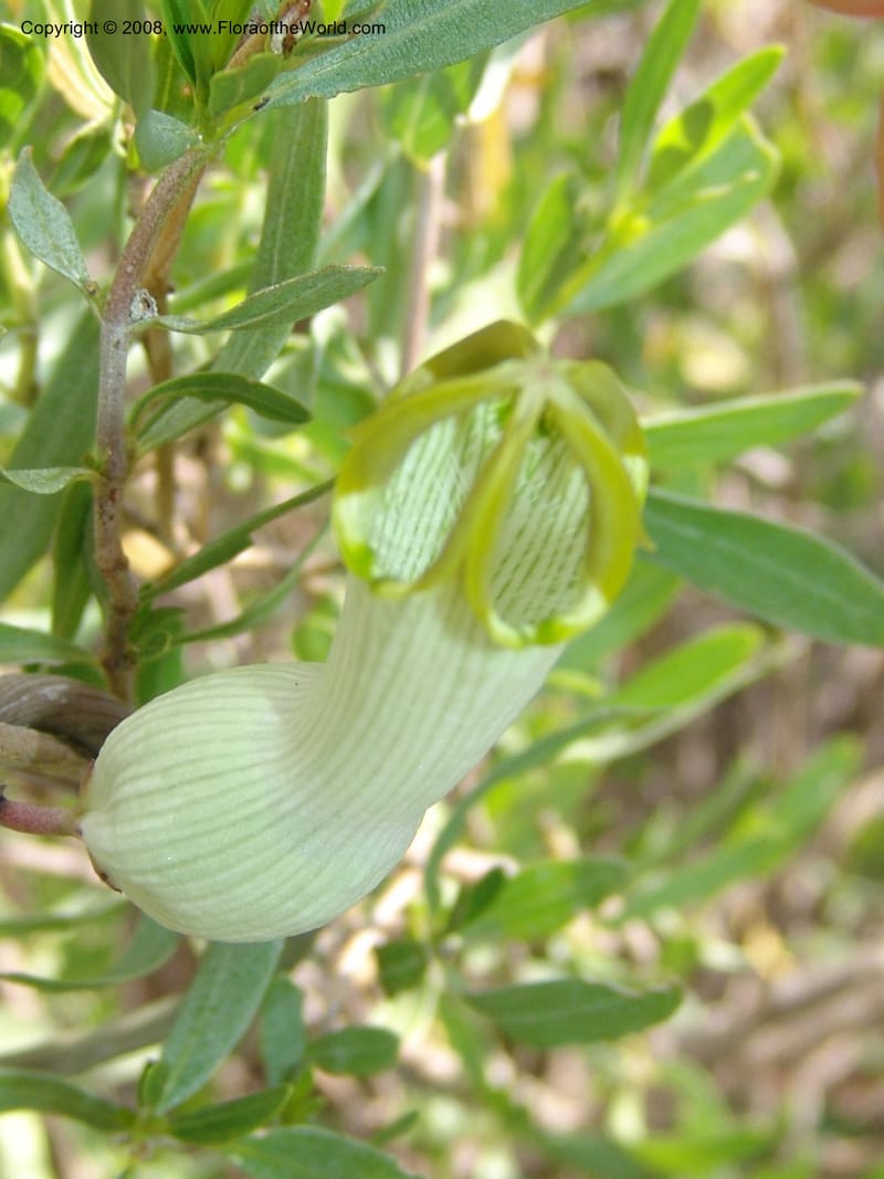 Ceropegia ampliata--So.Africa. Mpumal. twd Steelpoort.16 Mch 05. 511.jpg