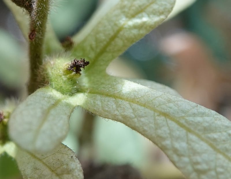 Engelhardia serrata, D. Boufford 44146--China. Yunnan. Along G213. 4 May 2018. DSC02084 (80).JPG