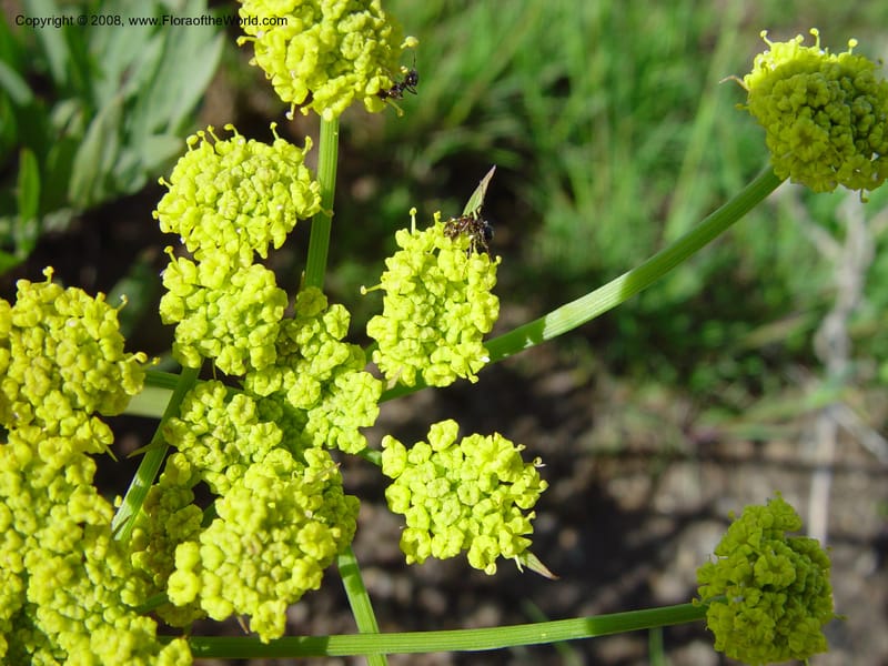 Lomatium--ID. Boise Co. Summit of Horseshoe Bend Hill, Hwy 55. 27 Apr 03. 010.jpg