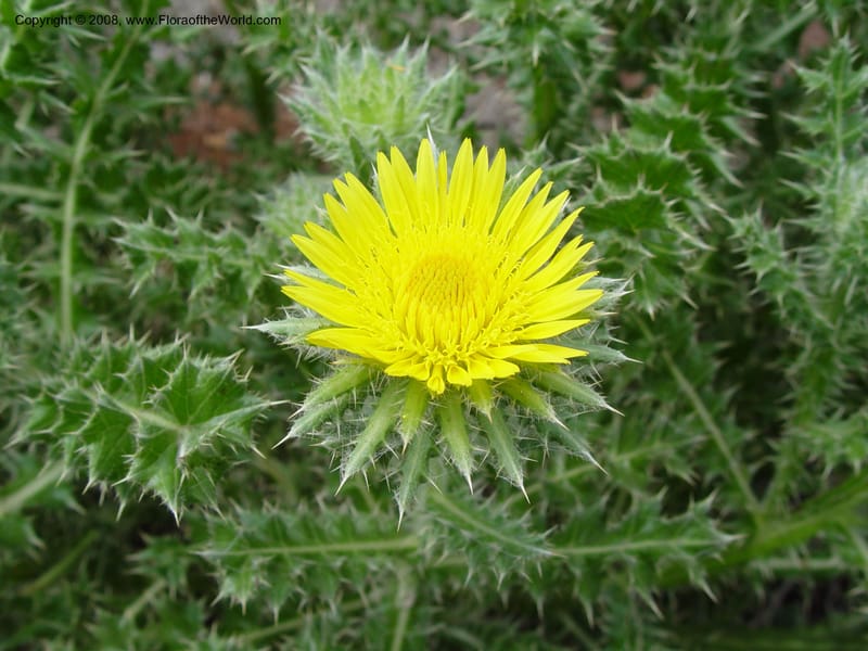 Berkheya--So. Africa. Zululand.  Along Hwy N2 s. of Hluhluwe. 2 Oct 03. 008.jpg