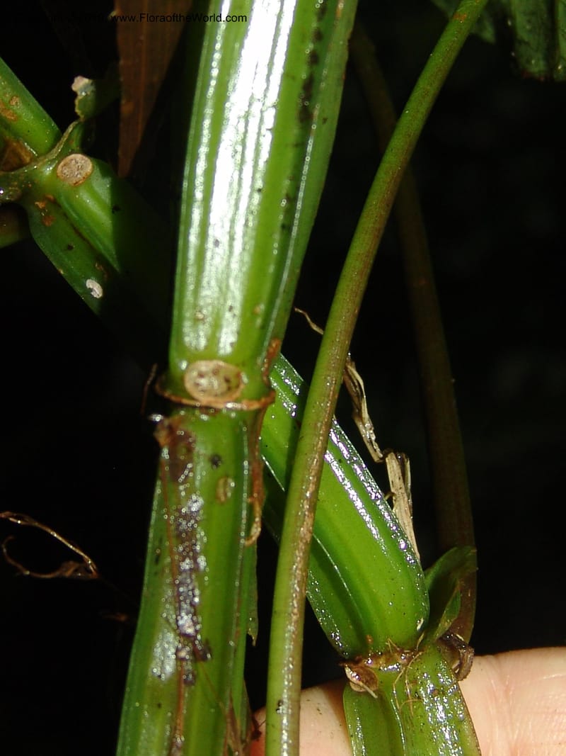 Pilea selbyanorum, Croat 96218--Ecuador. Centro Cientifico Rio Palenque. 22 Mar 06. 031 (8).jpg