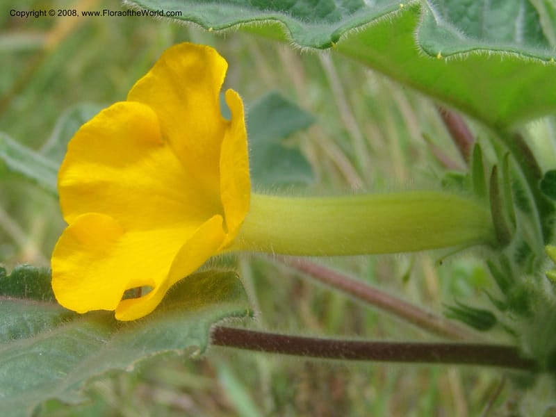 Uncarina roecosiliana--So. Africa. Mpumalanga. Karino, Whyte Thorne Garden. 19 Mch 05. 172.jpg