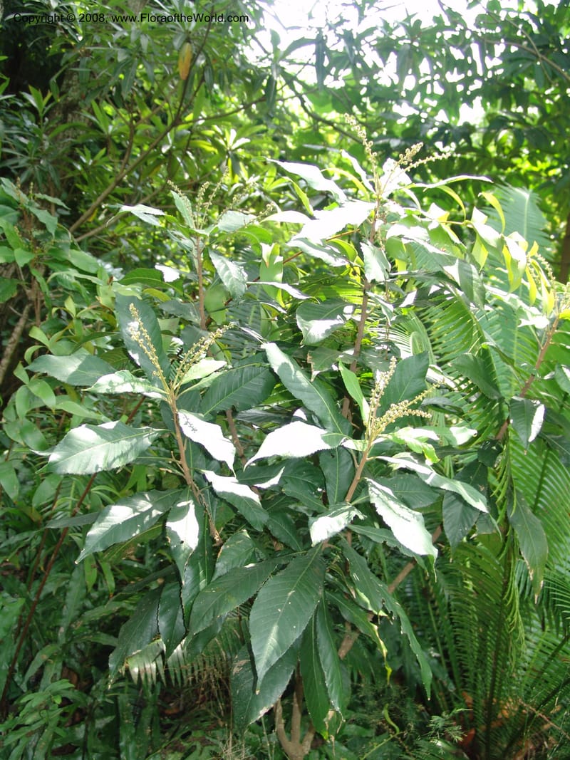Argomuellera macrophylla--So. Africa. Lowveld Nat. Bot. Gard. 14 Mch 05. 418.jpg