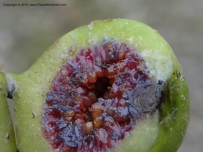 Ficus, S.98873--Malaysia, Sarawak. Kubah Nat. Park. 28 Mar 2012. DSC05973 (83).JPG