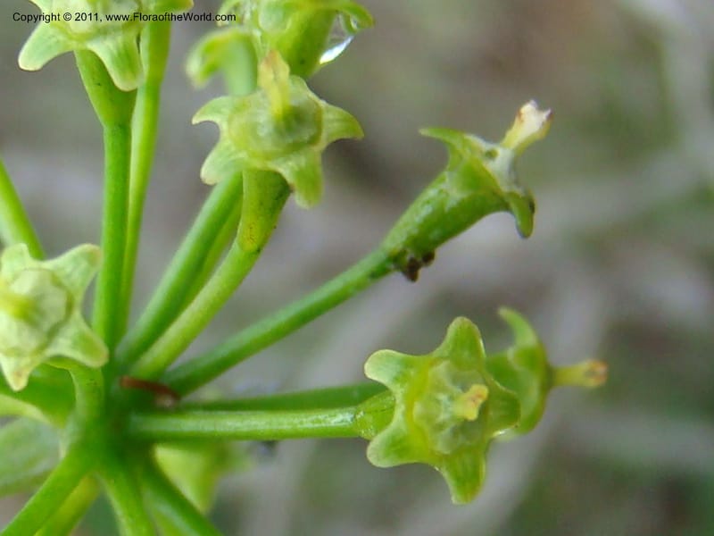 Myodocarpus crassifolius, not coll.--New Caledonia. Pl des Lacs. Ca. Grand Lac. 21 Jan 2010. 293 (255).jpg