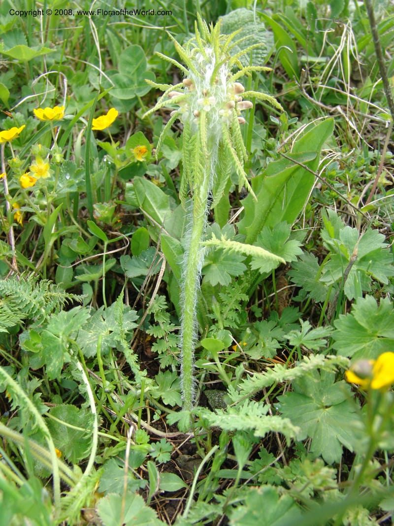 Pedicularis--Georgia. Vic. of Tskhrats'karo Pass. 7 Jun 05. 272.jpg