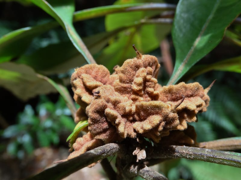Pittosporum, Bruy, D 117--New Caledonia. Haute Robinson. 11 Nov. 2015. DSC00909 (177).JPG