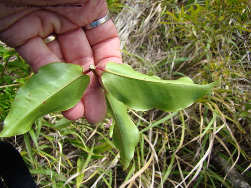 Archirhodomyrtus,  Munzinger, J 4767--New Caledonia, Prov N, Col d'Amoss,  14 Nov 2007, DSC06663 (8).jpg