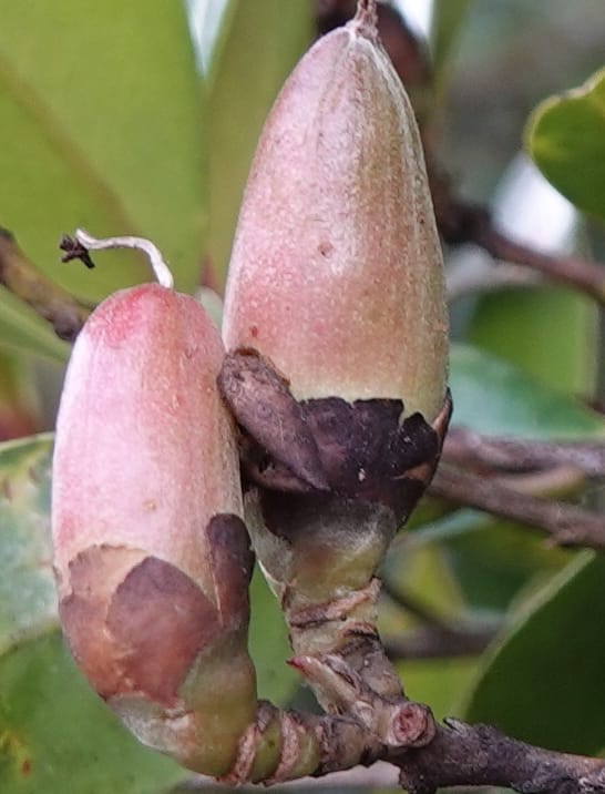 Polyspora axillaris, D. Boufford 44131--China. Yunnan. Meizi Lake Park. 3 May 2018. DSC01424 (115).JPG