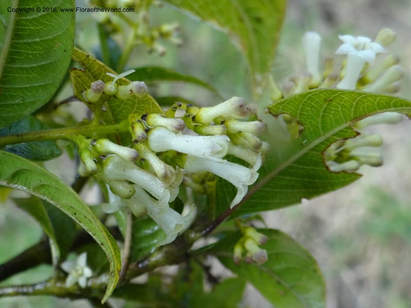Psychotria, Ulloa, C 2246--Ecuador. Loja. El Tiro. 27 Sep 2012. DSC04675 (96).JPG