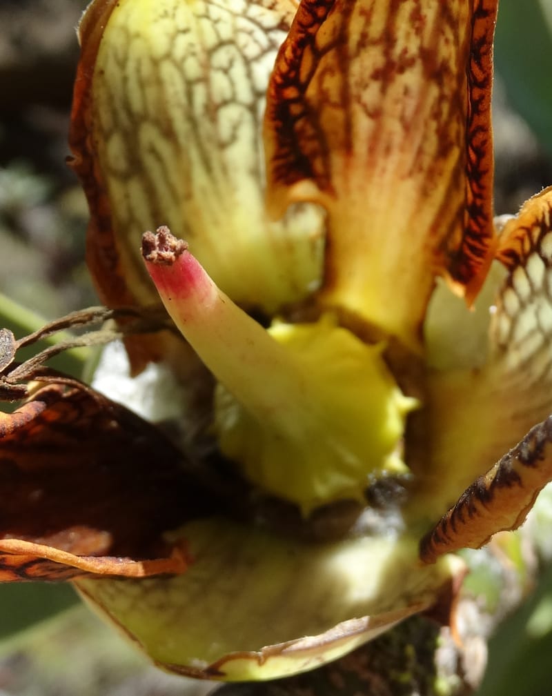 Strasburgeria robusta, Lowry, P 7371--New Caledonia. Mont Dzumac. 12 Nov 2015. DSC01563 (161).JPG
