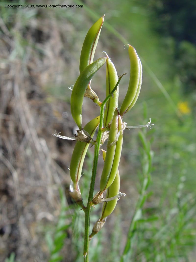 Astragalus canadensis--ID. Idaho Co. Salmon R. Polly Bemis Ranch. 9 May 04. 159.jpg
