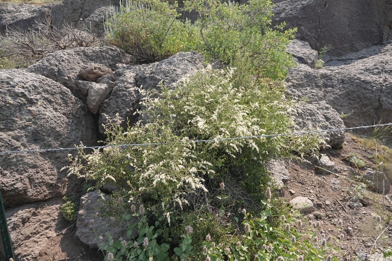 Holodiscus microphyllus, Davidson 14194--OR. Harney Co. Steens Mtn. July 2021. DSC09986 (434).JPG
