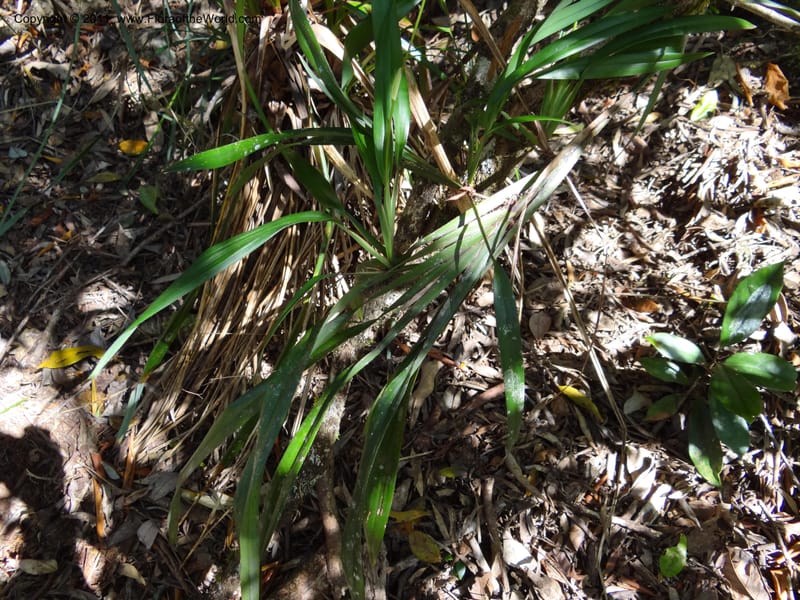Dianella, B. Gray 9076--Australia. Queensland. Mt. Haig, Tinnaroo Hills. 24 Sep 2011. (55).JPG