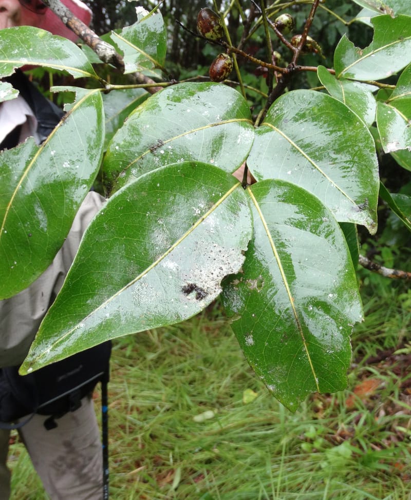 Lepidocupaniopsis concolor, Munzinger, J 7390--Fiji. Across the road from Waisali RF. 8 Nov 2015. DSC00330 (271).JPG