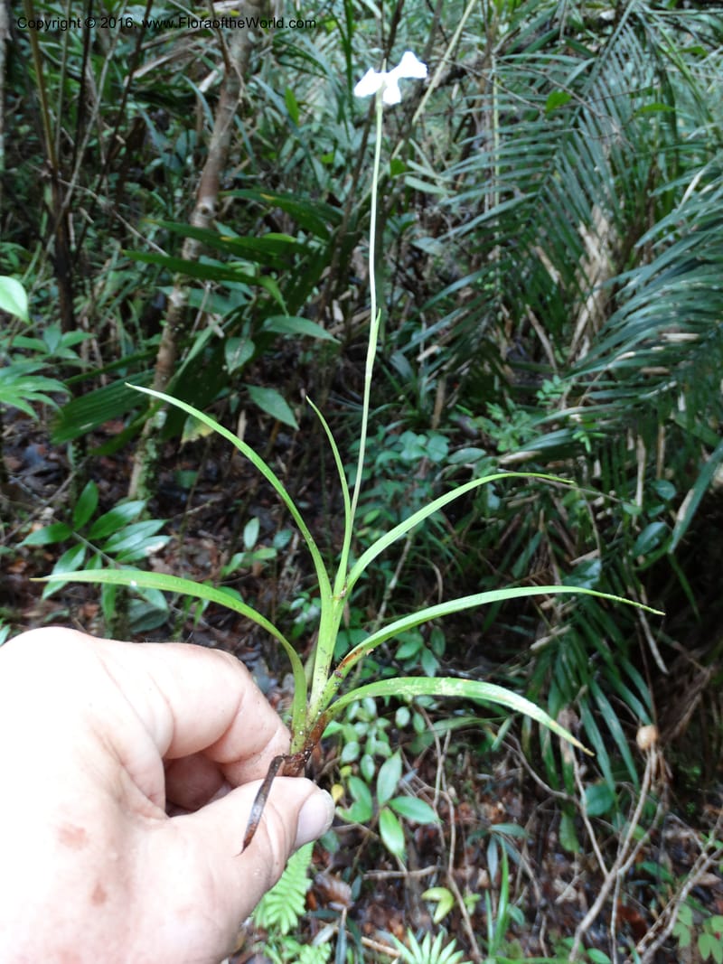 Burmannia longifolia, Davidson, C 12739--Sabah. Mt. Kinabalu. Bundu Tuhan Trail. 11 Oct 2014. DSC04153 (122).JPG