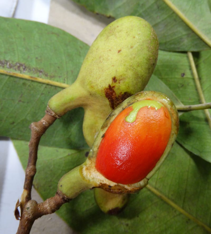 Arytera neoebidensis, Munzinger, J 7404--New Caledonia. Haute Robinson. 11 Nov. 2015. DSC00909 (651).JPG