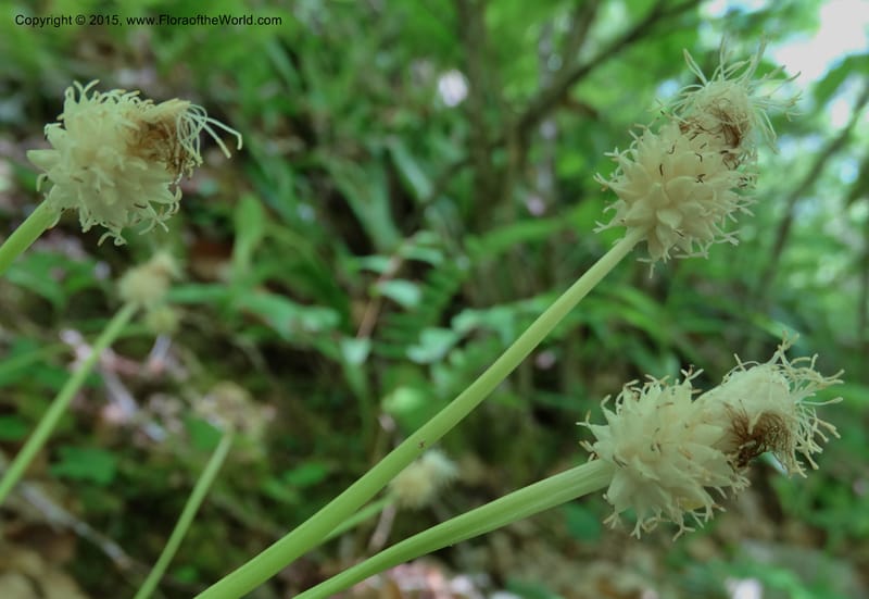 Cymophyllus fraserianus, Davidson, C 12984--North Carolina. Clay Co. Perry Gap Rd, Barnard's Cr. 13 May 2015. DSC04860 (85).JPG