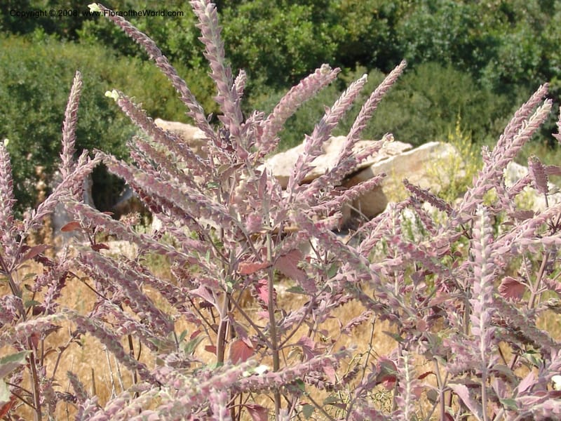 Scutellaria sieberi--Crete. Ep. Apokoronos. Roadside, ca. Douliana. 23 May 05. 048.jpg