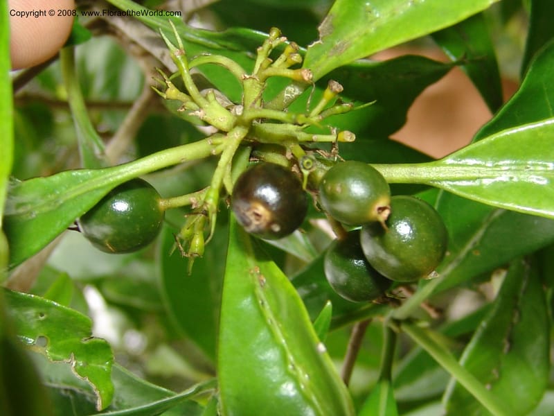 Pavetta bowkeri--So.Africa. E. Cape. Umtamvuna Nat. Res. 11 Mch 05. 182.jpg