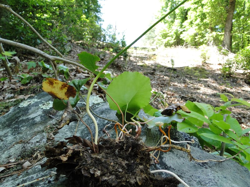 Galax aphylla, Mori, S 27456, USA, North Carolina, Stokes County, Hall Rd, 1.1 mile W of junction with Moores Springs Rd., 26 May 2010 (11).JPG