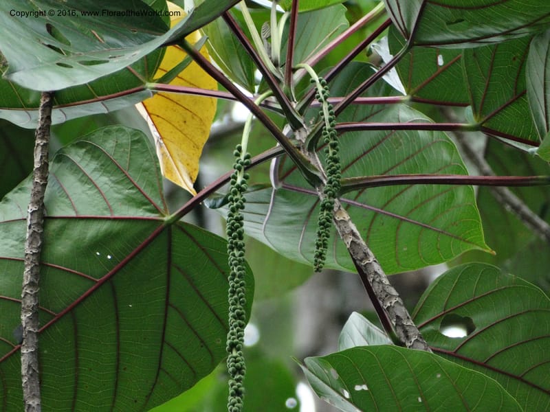 Octomeles sumatrana, Davidson, C 12682--Sabah. Danum Valley. 4 Oct 2014. DSC01741 (343).JPG