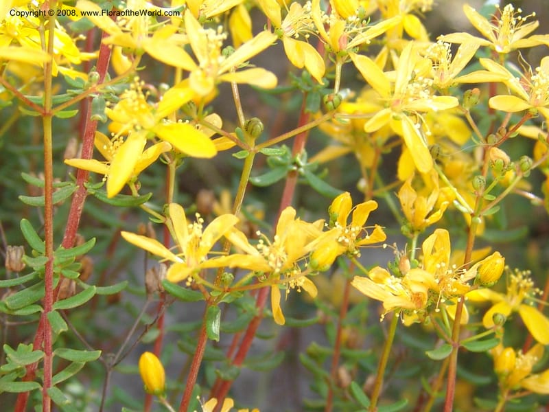 Hypericum empetrifolium ssp empetrifolium--Crete. Ep. Apokoronos. Roadside, ca. Douliana. 23 May 05. 031.jpg