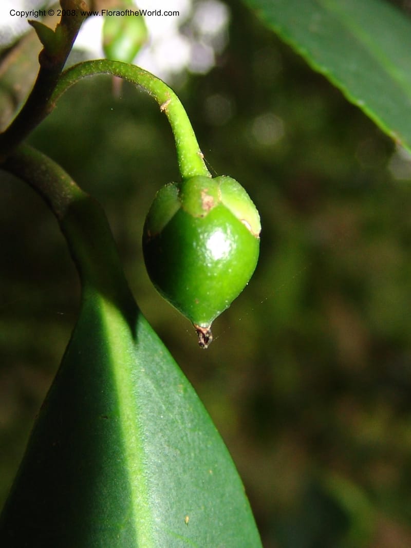 Cleyera theoides--CA. San Francisco Botanical Garden (Strybing Arb.). 30 Mch 06. 316.jpg