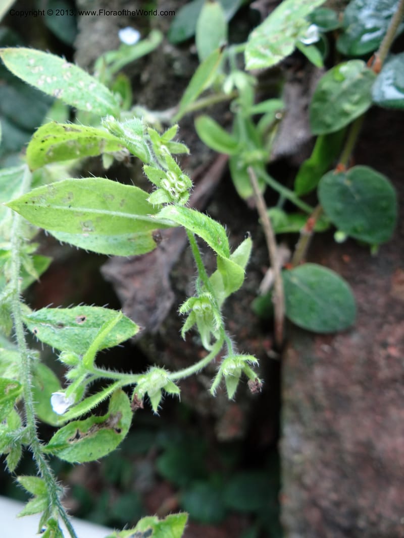 Bothriospermum secundum, Davidson, C 12018--China. Anhui Prov. Qiyun Shan. 7 Jun 2012. DSC01929 (120).JPG