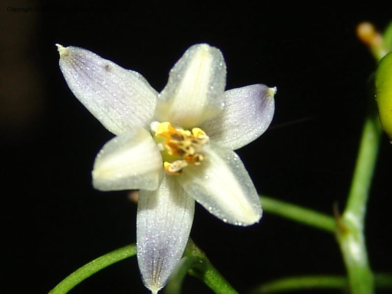 Dianella ensifolia, ROR1594--Madag. Parc Nat. Montagne d'Ambre. 11 Nov 06. 421.jpg