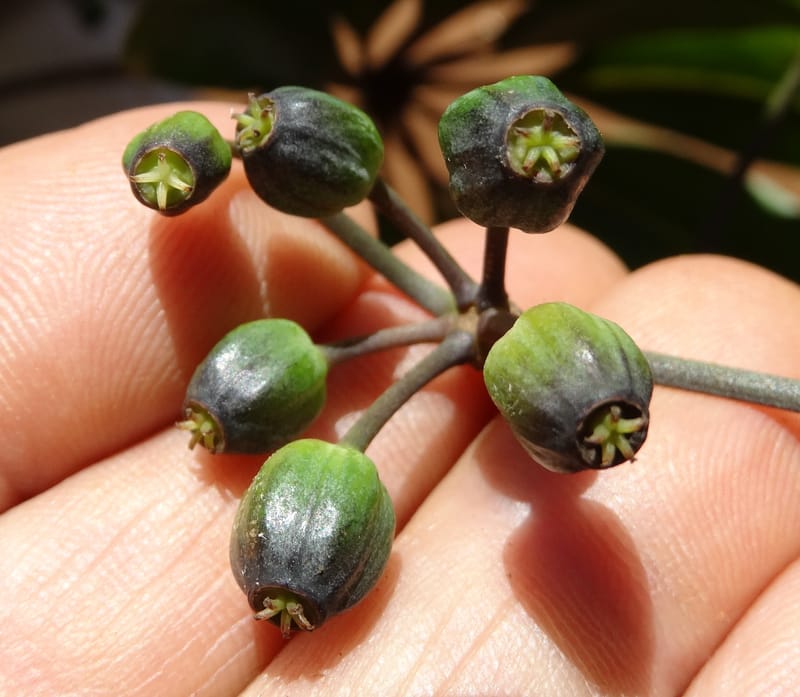 Plerandra polydactylis, Lowry, P 7420--New Caledonia. PinPin. 20 Nov 2015. DSC03938 (399).JPG
