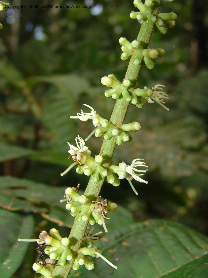Miconia affinis, AAraujoM1253--Bolivia. Pq. Nac. Madidi. Chalalan. 1 Dec 04. 060.jpg