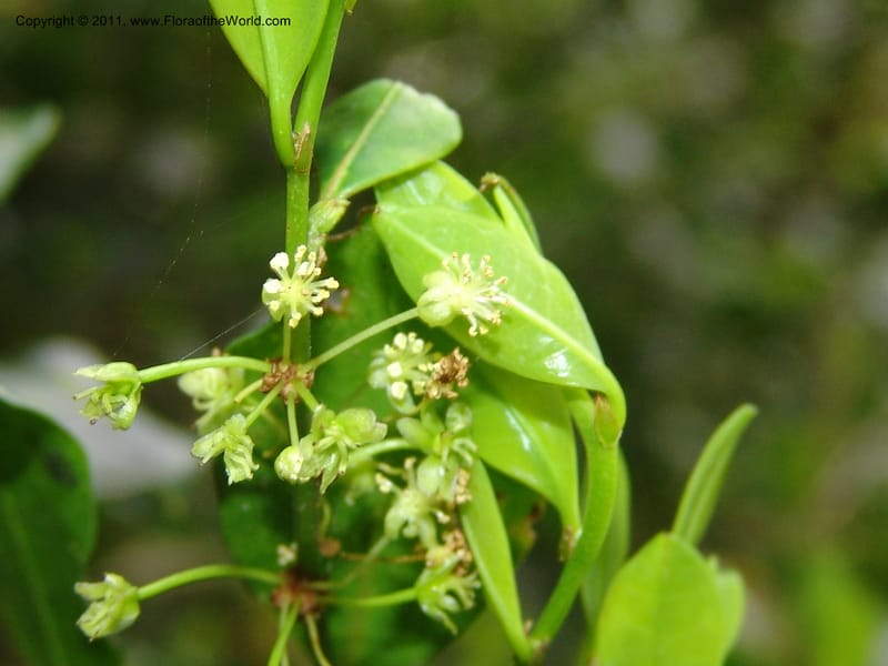 Erythroxylum, ROR1589--Madag. Parc Nat. Montagne d'Ambre. 11 Nov 06. 186.jpg