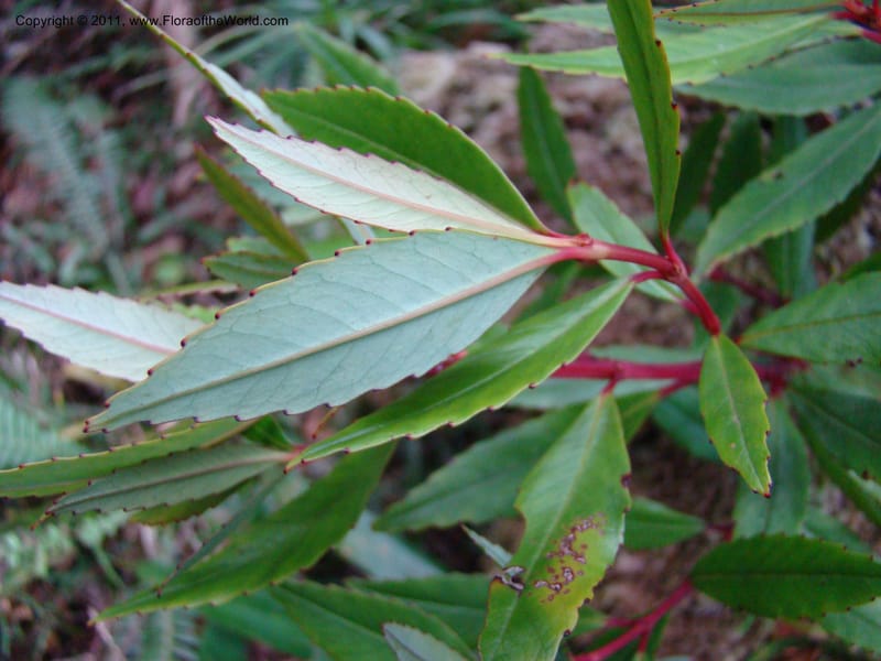 Ascarina rubricaulis,  Munzinger, J 4846--New Caledonia, Dogny, 19 Nov 2007, 050 (3).jpg