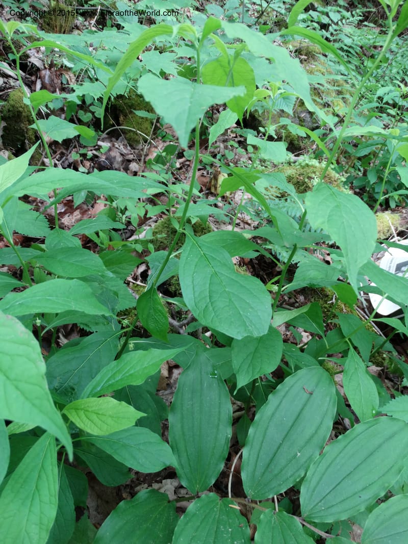 Hybanthus concolor, Davidson, C 13021--North Carolina. Haywood Co. Pigeon R. 16 May 2015. DSC05923 (34).JPG