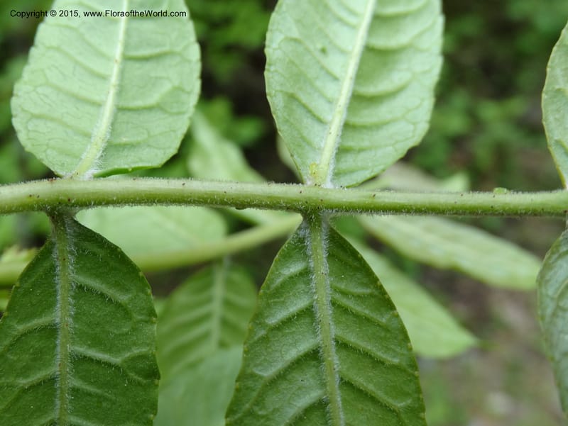 Zanthoxylum bungeanum, Boufford, D 43737--China. Sichuan. XinZhaZi Gou. 14 May 2014. DSC06426 (68).JPG